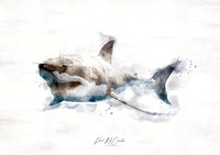 Great White Shark Art - Vector Art