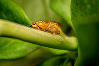 Golden Dung Beetle