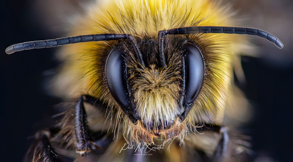 Bee Head