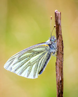 Green Veined Butterfly