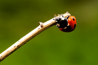 Harlequinn Ladybird