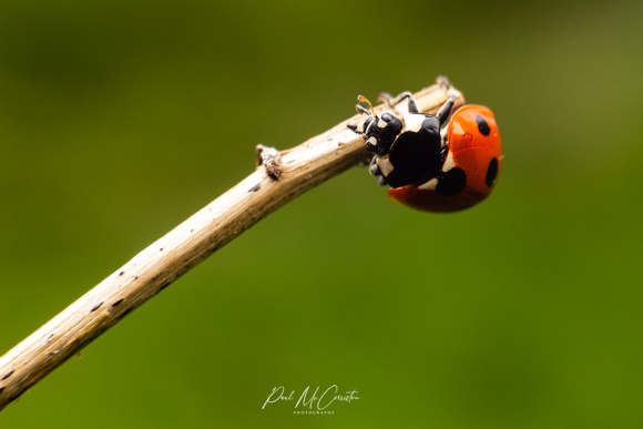 Harlequinn Ladybird
