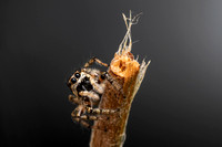 Salticus Scenicus - Zebra Jumping Spider - Macro Photography
