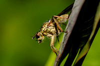 Yellow Female Dungfly