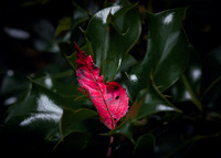 Red leaf | Roe Valley Country Park