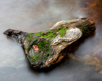 Waterlog | Roe Valley Country Park | Fine Art