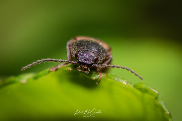 Click Beetle - Macro