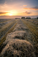 Sunset Farming | Myroe | Vertical